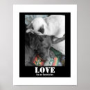 Suche nach hunde fotografie poster Haustier