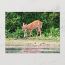 Suche nach bambi poster Tier