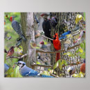Suche nach hinterhof poster Vögel