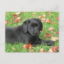 Suche nach labrador retriever postkarten Arbeiter