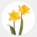 Suche nach narzissen aufkleber Blüte