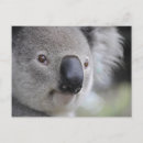 Suche nach koala foto postkarten Niedlich