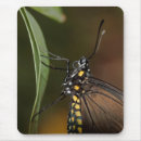 Suche nach seitenansicht mousepads Schmetterling