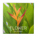 Suche nach pflanzen fliesen Blume