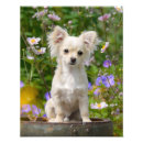 Suche nach lustige chihuahua poster Haustier