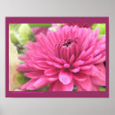 Suche nach chrysantheme poster Für sie