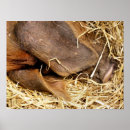 Suche nach schweine poster Landwirtschaft