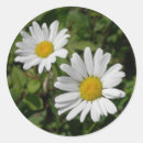 Suche nach gänseblümchen aufkleber Mit blumen