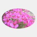 Suche nach phlox Blume