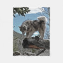 Suche nach alaskischer malamute Fotografie