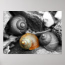 Suche nach schnecke poster Weiß