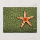 Suche nach reinigen postkarten Tiere