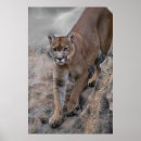 Suche nach cougar poster Animal