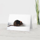 Suche nach weiße ratten karten Nagetier