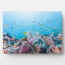 Suche nach tropisch fotoplatten Ozean