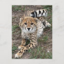 Suche nach afrikanische tiere postkarten Gepard