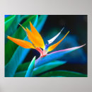 Suche nach aloha poster Insel