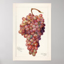 Suche nach vintage trauben poster Obst