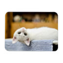 Suche nach hässlicher magnete Katze