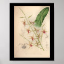 Suche nach orchideen dekoration poster Lila