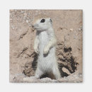 Suche nach squirrel magnete Nagetier