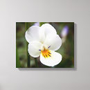 Suche nach wilde blumen leinwandbilder Pflanze
