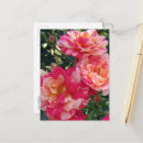 Suche nach rote streifen postkarten Rosa