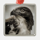 Suche nach falken ornamente Natur