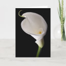 Suche nach calla lilly karten Schön