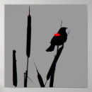 Suche nach amsel poster Vogel