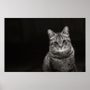 Suche nach tabby poster Kätzchen