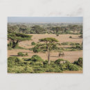 Suche nach mara postkarten Maasai mara nationalreservat