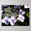 Suche nach blaue hydrangeas poster Fotografie