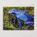 Suche nach blauer frosch postkarten Amphibien