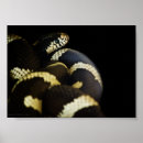 Suche nach könig der tiere poster Tierwelt
