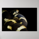 Suche nach schwarze schlange poster Natur
