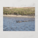 Suche nach amerikanischer alligator postkarten Tierfotografie