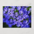 Suche nach osteospermum poster Foto