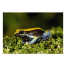 Suche nach wirbeltiere poster Amphibie