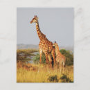 Suche nach babygiraffe postkarten Giraffen