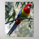 Suche nach gefieder poster Vogel