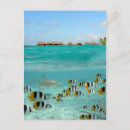 Suche nach haifisch postkarten Unterwasser