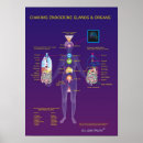Suche nach organe poster Diagramm