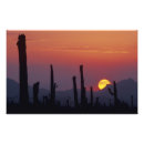 Suche nach saguaro cactus poster Nationalpark