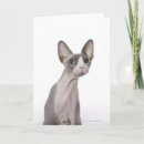Suche nach sphynx katze karten Niedlich