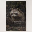 Suche nach waschbär puzzle Neugierig