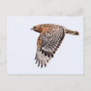 Suche nach falken postkarten Raubvogel
