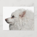 Suche nach alter hund postkarten Farbbild