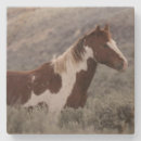 Suche nach mustang untersetzer Hengst