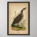 Suche nach wilde gans poster Vogel